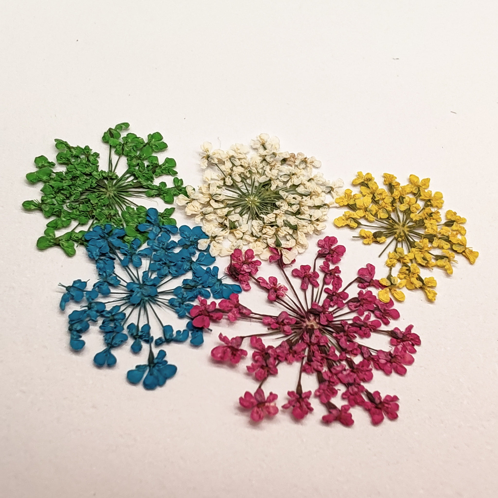 Set ukrasa za nokte sušeno cvijeće